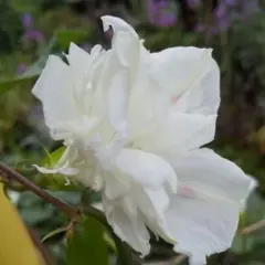 朝顔ホワイト八重種30粒
薔薇咲き
西洋朝顔「ジプシーブライダル」