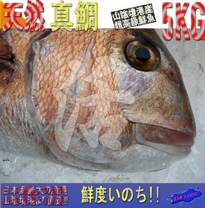 お刺身用、巨大「天然桜鯛3-5kg」代引き発送（不定貫 キロ売り） 隠岐島産、とれたて直送!!