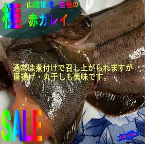 磯の超高級魚、特大「赤カレイ-オス-2.5kg」山陰境港産、とれたて直送!!