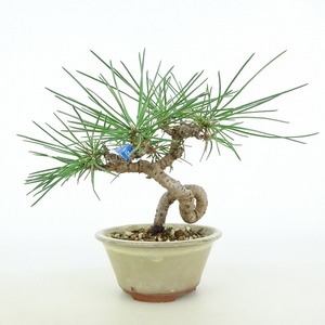 盆栽 松 黒松 樹高 約10cm くろまつ Pinus thunbergii クロマツ マツ科 常緑針葉樹 観賞用 小品 現品