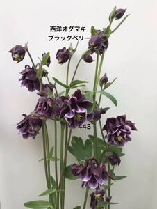 西洋オダマキ　花の種　ブラックベリー　25粒