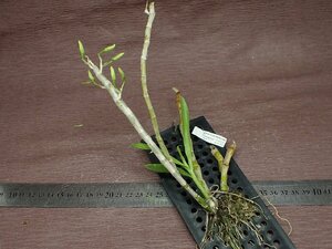 Dendrobium bensoniae デンドロビウム・ベンソニエ★ラン苗