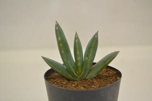 アロエ　ロンギスティラ　ALOE longistyla