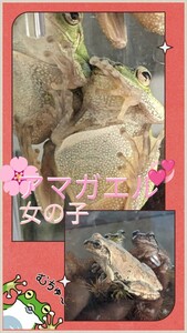 ●アマガエル・雌(女の子)１匹を５匹出品★ふっくら可愛ぃ〜です(#^.^#)♪♪大人のアマガエルです♪♪