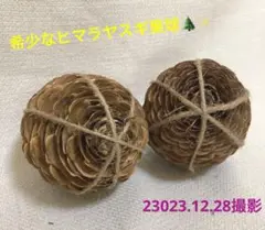 ④今年はかなりの希少品♡大型ヒマラヤスギ 果球♡希少な神の樹♡  2個