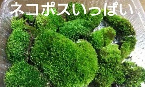 ホソウリゴケ 