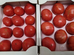 長﨑県産「フルーツトマト」糖度８〜9.9度。２箱セット。５Ｌ４Ｌ