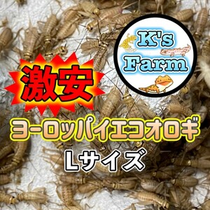 300匹+20%+(死着保証10%)　　　　Lサイズ(1.5cm～成虫)　激安ヨーロッパイエコオロギ