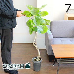 【現品】フィカス・ウンベラータ 曲がり 6号 黒鉢（7）Ficus umbellata