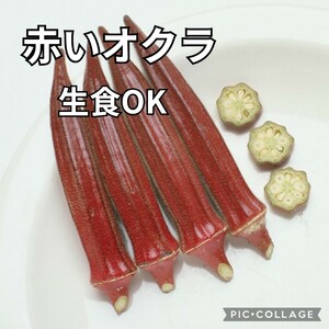 【10粒】赤オクラ『ベニー』　育てやすい品種です♪　生食OK　茹でると緑色になります♪　送料73円〜　