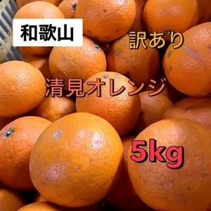 大人気　和歌山　清見オレンジ　5kg 送料無料