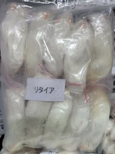 【送料無料・クール便発送】 冷凍リタイアマウス 50匹