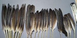 AM コムラント ダック クイル フェザー 綺麗 羽根 素材 フライ ハンドメイド 剥製 標本 羽根