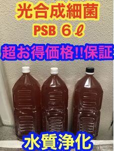 沖ちゃんメダカ【送料無料】濃縮　光合成細菌PSB 6Lバクテリア　メダカ　めだか　金魚　グッピー　ミジンコ　稚魚　針子（2000ml）種水