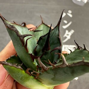 S80【パンダ園芸】特選 アガベ 多肉植物 チタノタ 黑鷹 ‘Blackhawk’ 強棘 胴切り天芽 極上株