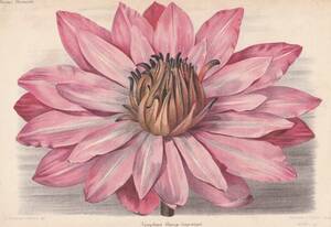 フランスアンティーク 博物画 植物画『Nymphaea　Mariae　Lagrangel』 多色刷り石版画　ボタニカルアート