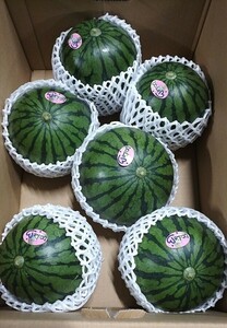 熊本植木産ひとりじめ6玉入＜薄皮・高糖度＞家庭用【少し傷あり】