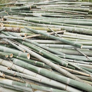 直接引取限定 茨城 孟宗竹 まとめて1円 竹細工 フェンス 和 竹炭 薪 伐採品 大量にあります。好きなだけ 工芸品 人形