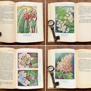 ドイツの古い植物図鑑(Zierstraucher 1955年)/アンティーク ヴィンテージ ヨーロッパ 植物画 花の絵 ボタニカルアート 雰囲気◎/