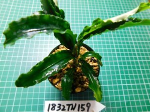 ◎1832TN159　 (自家栽培）水草　ブセファランドラ　Bucephalandra sp. ジャイアンベルベット①