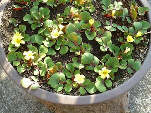 オキザリス の 黄花球根 超特大球根～小球根 まとめて　①