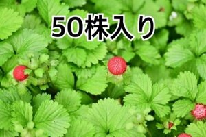 蛇苺　へびいちごの苗　50株入り　グランドカバー　黄色い花が咲いて綺麗です。