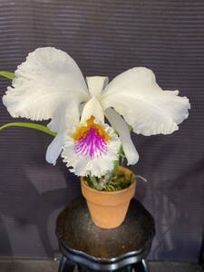 洋蘭　原種　C mossiae semi alba’Big Mama’ ペタルデカ！