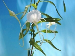 T♪洋蘭 Angraecum germinyanum `Ailen