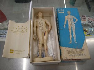 針灸　ツボ　人体模型 経路人形　中古　元箱説明書付き