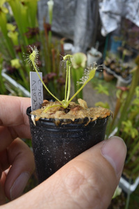 【食虫植物】　Drosera rotundifolia var. heterophylla 三重県産 モウセンゴケ