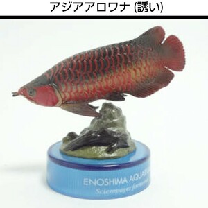 16.アジアアロワナ 海洋堂 新江ノ島水族館への誘い１ ボトルキャップ フィギュア 検)非売品 松村しのぶ セブンイレブン 水族館立体生物図録