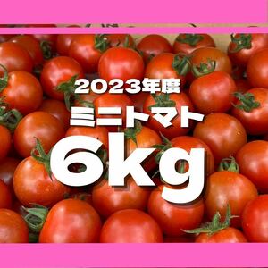 ミニトマト　6キロ　野菜　熊本産地直送　弁当　おかず　トマト　ミネラル　リコピン 農家
