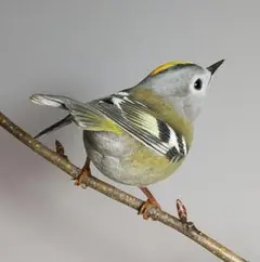 バードカービング  キクイタダキ   野鳥彫刻