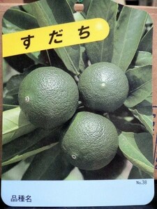 ★果樹苗★柑橘★　すだち　◎香り付けには「スダチ」ですね♪　養生苗・接木２年生・４号長鉢　１鉢