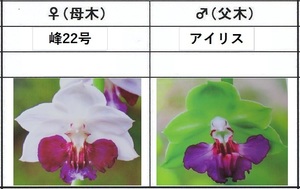 60えびね欄　４５７　峰22号×アイリス　1-2作以降初花見込苗　山野草エビネラン