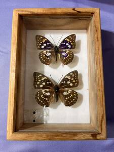 【D588】 オオムラサキ ペア 蝶の標本 当時物 貴重品種