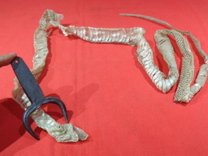 ■　会津野鍛冶造り　ヘビ用刺又　マムシ　ハブの捕獲　蛇の焼酎漬け　(424)