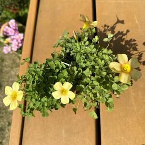 本日から球根の出品 Oxalis obtusa Honey イエローオレンジ優しい印象のお花が咲きます♪球根５球