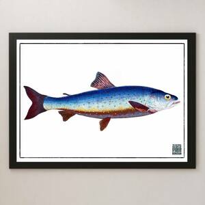 『英国魚類博物誌 1-c』イラスト アート 光沢 ポスター A3 バー カフェ ビンテージ レトロ インテリア 図鑑 海洋生物学 研究 さかな 釣り
