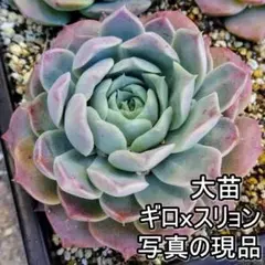 【現品】大苗 ギロ x スリョン １頭 韓国苗 エケベリア 多肉植物