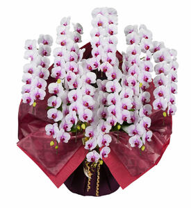 大特価　大輪　胡蝶蘭　コチョウラン　ファレノプシス　花の色　赤リップ　10本立て　贈答用　送料無料