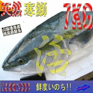 脂のってます!!地物「寒天然ブリ7-8kg」鮮度抜群、山陰境港産、とれたて直送！！