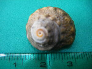 天然採取の貝殻　「スガイ」　標本Ｓ１１　超美品