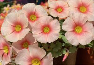 Oxalis obtusa White Mannikin 球根 丸くて可愛い花色です(*^^*)
