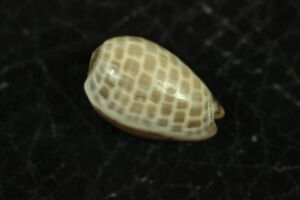 チャガスリトリノコ　13.2㎜ 　貝標本　貝殻