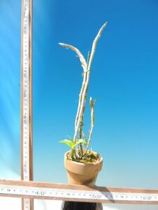T♪洋蘭　Dendrobium anosmum 
