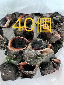 冷凍アカニシ貝40個　石鯛　イシガキダイ　黒鯛　釣り餌