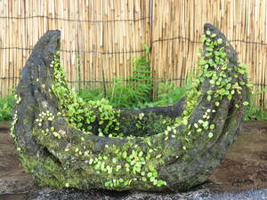 石鉢　長さ54cm　重量21.5kg　植木鉢　庭石　九州産天然石