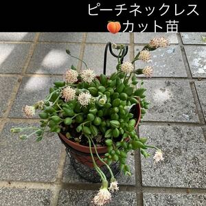 ピーチネックレス　カット苗 5カット オトンナ属の多肉植物