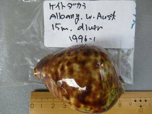 タカラ貝標本オーストラリア産ケイトダカラ７８－７９ｍｍ